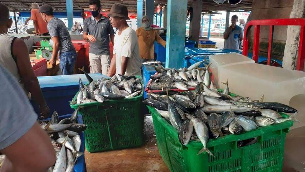 Investasi Perikanan Bengkulu: Potensi Terbesar di Samudera Hindia (Udang, Tuna, Cumi)